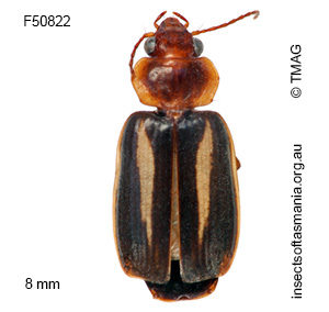 Philophlaeus myrmecophilus