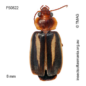 Philophlaeus myrmecophilus