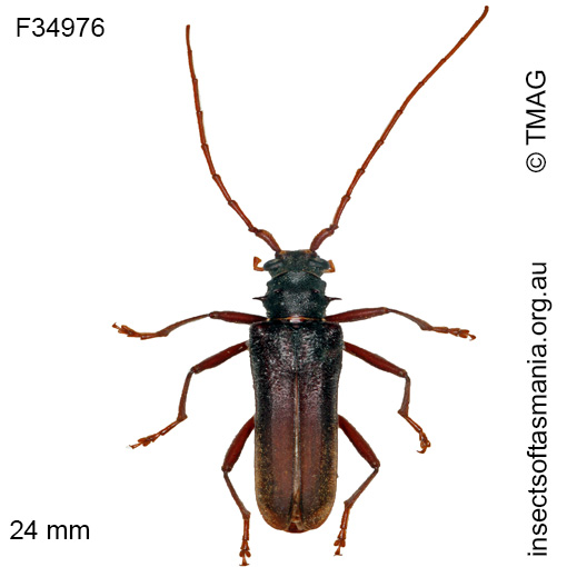 Species image
