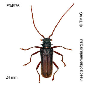 Phlyctaenodes pustulosus
