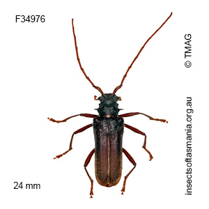 Phlyctaenodes pustulosus