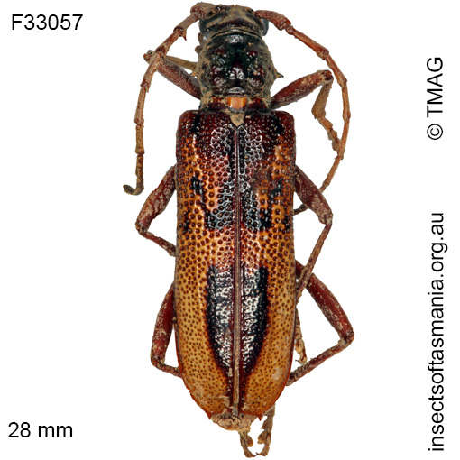 Species image
