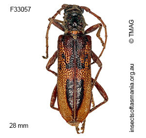 Phoracantha lata