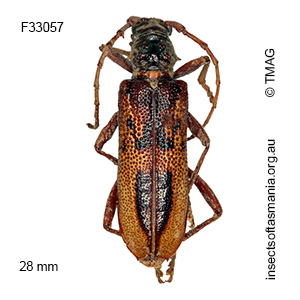 Phoracantha lata