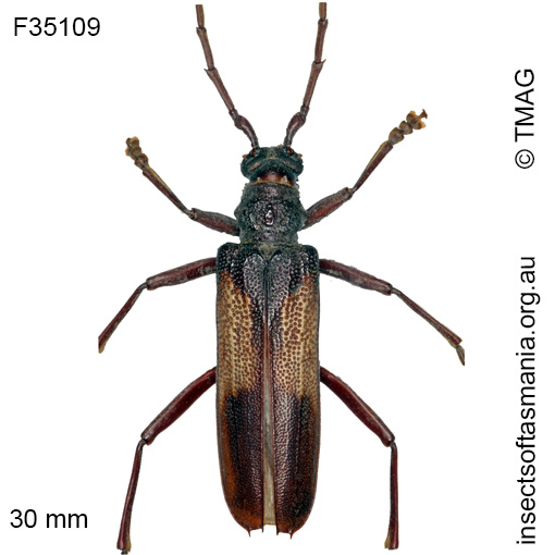 Species image