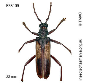 Phoracantha mastersi