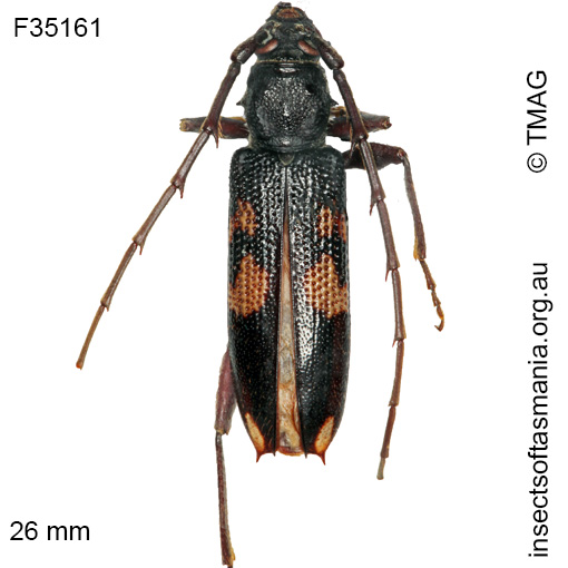 Species image
