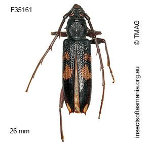 Phoracantha punctata