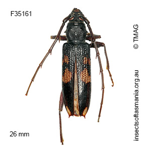 Phoracantha punctata