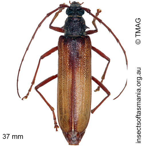 Species image