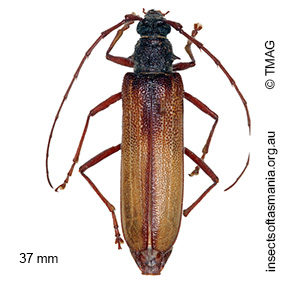 Phoracantha superans