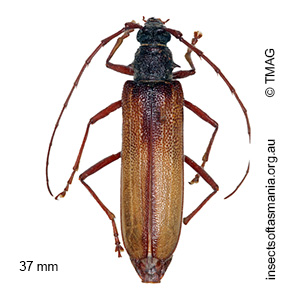 Phoracantha superans