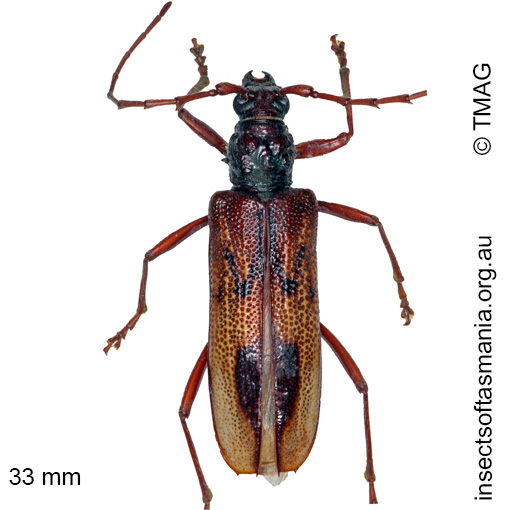 Species image