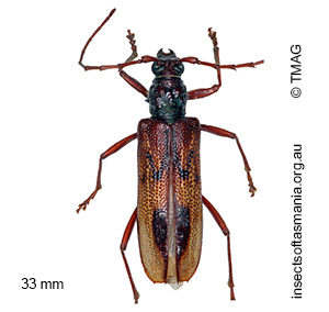 Phoracantha synonyma