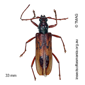 Phoracantha synonyma