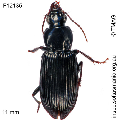 Species image