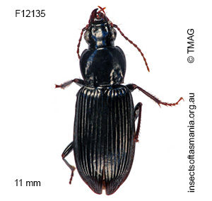 Platycoelus prolixus