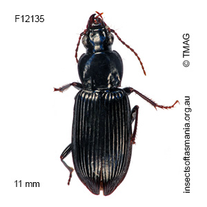 Platycoelus prolixus