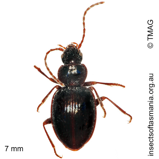 Species image