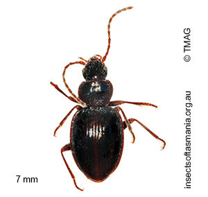 Pogonoschema robustum
