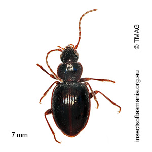 Pogonoschema robustum