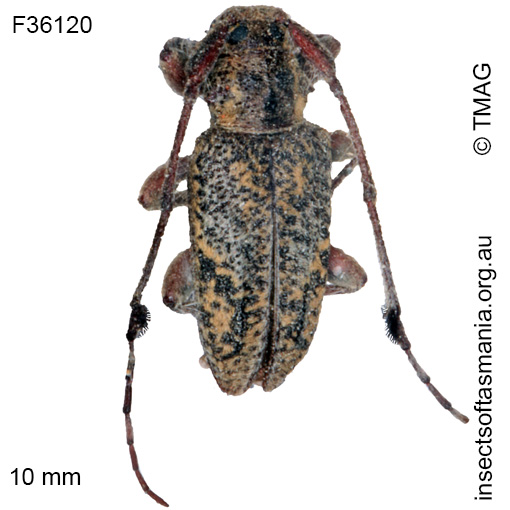 Species image