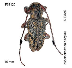 Probatodes plumula