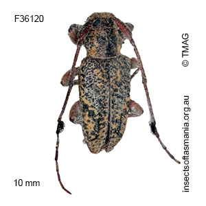 Probatodes plumula