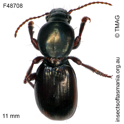 Species image