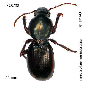 Promecoderus bassii