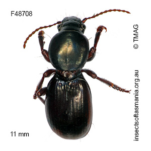 Promecoderus bassii