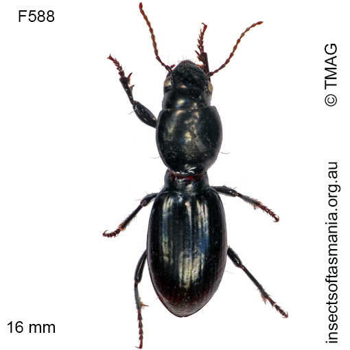 Species image