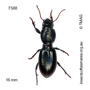 Promecoderus brunnicornis