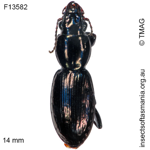 Species image
