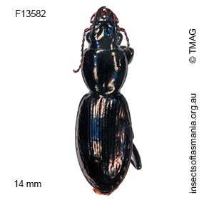Promecoderus cordicollis