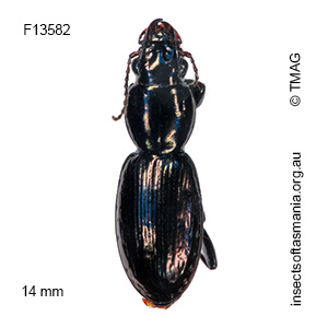 Promecoderus cordicollis