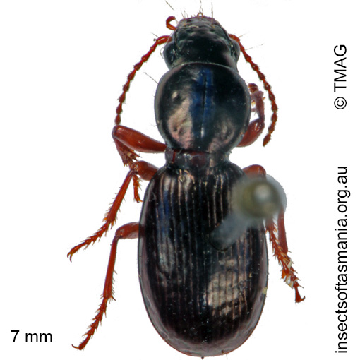 Species image