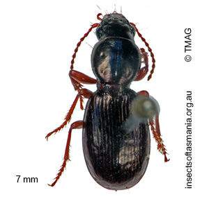 Acallistus cuprescens