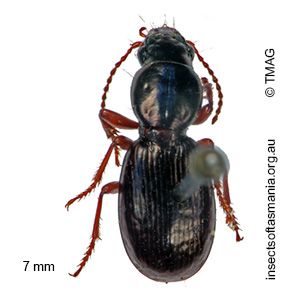 Acallistus cuprescens