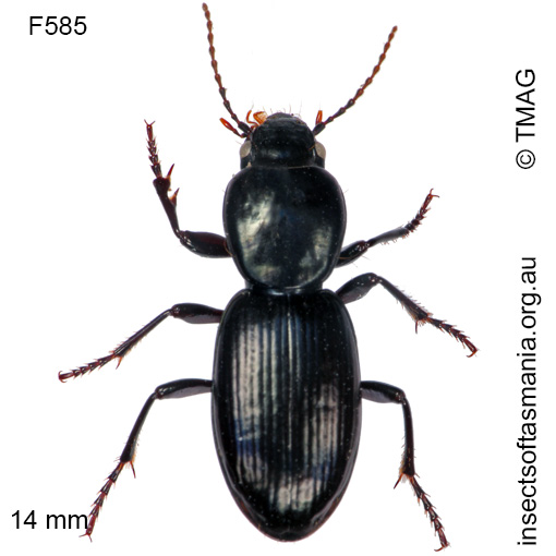 Species image