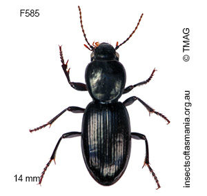 Promecoderus curvipes