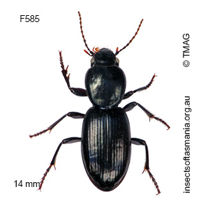 Promecoderus curvipes