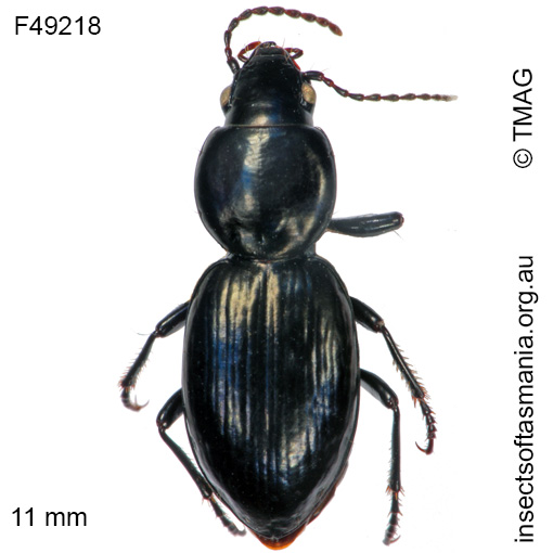Species image