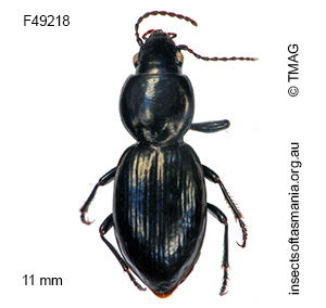 Promecoderus gibbosus