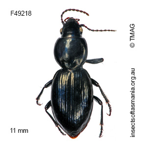 Promecoderus gibbosus