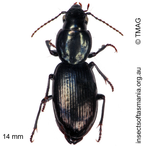 Species image