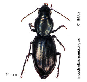 Acallistus longus