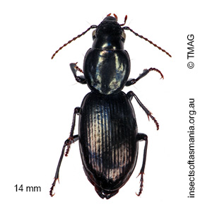 Acallistus longus
