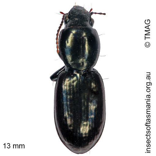 Species image