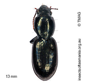 Promecoderus subdepressus